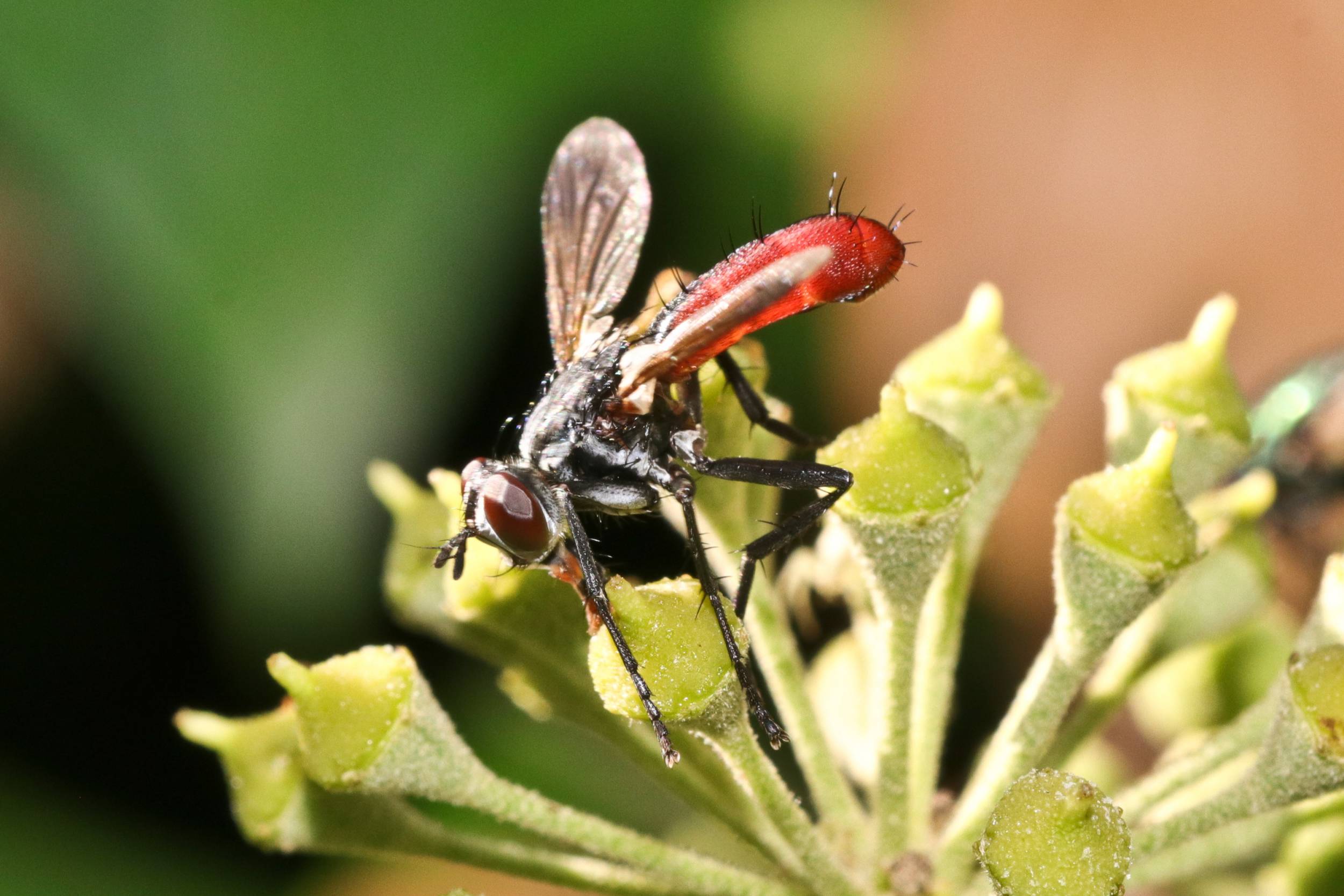 Cylindromyia bicolor Tierführer für heimische Tiere