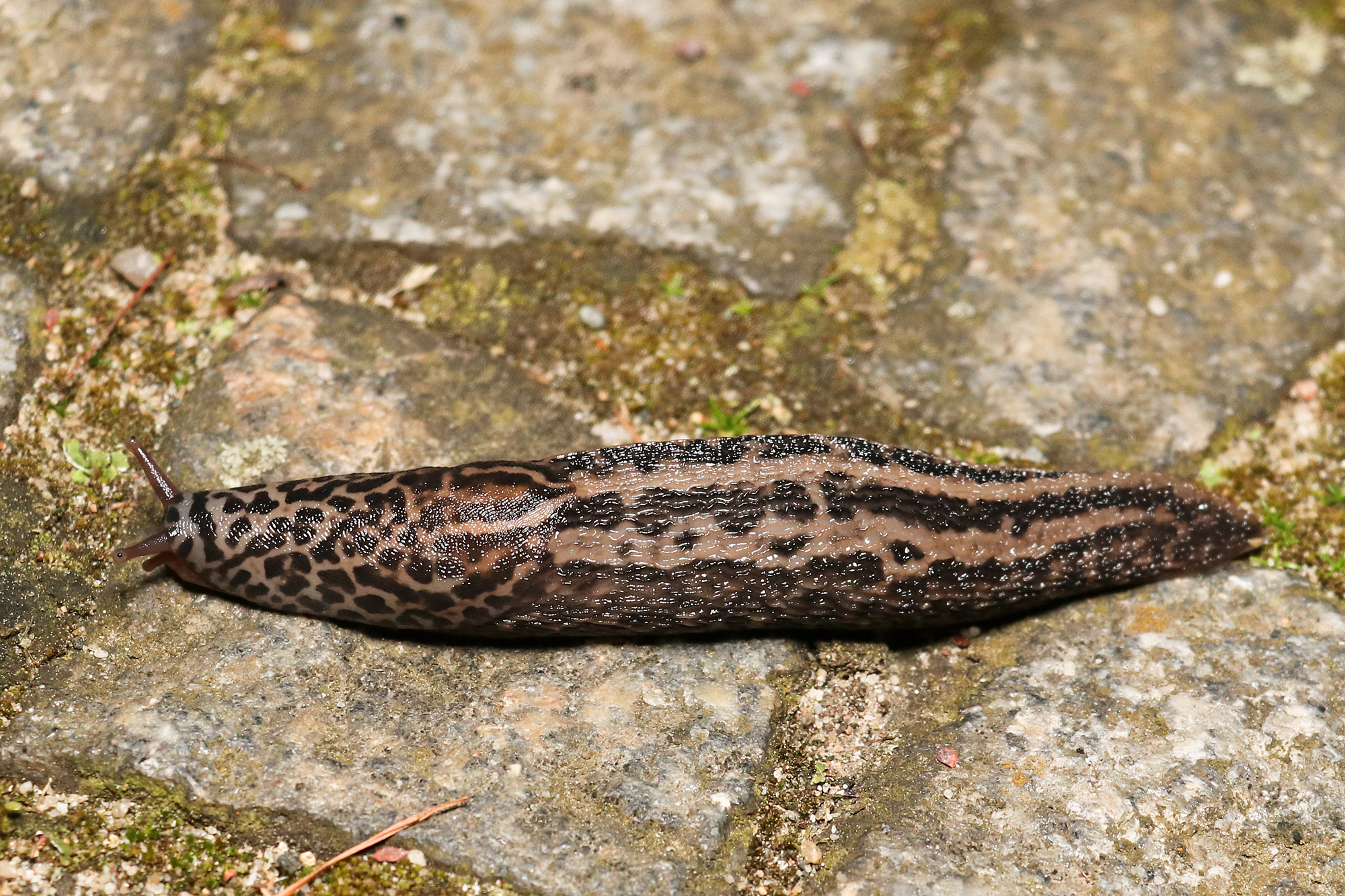 Schnecken Tierführer für heimische Tiere