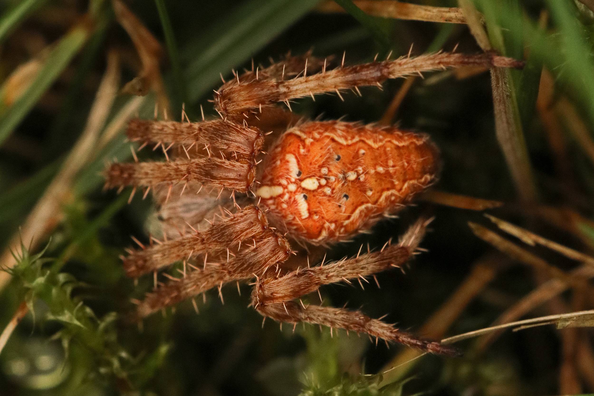 Gartenkreuzspinne rötliches Exemplar Tierführer für heimische Tiere