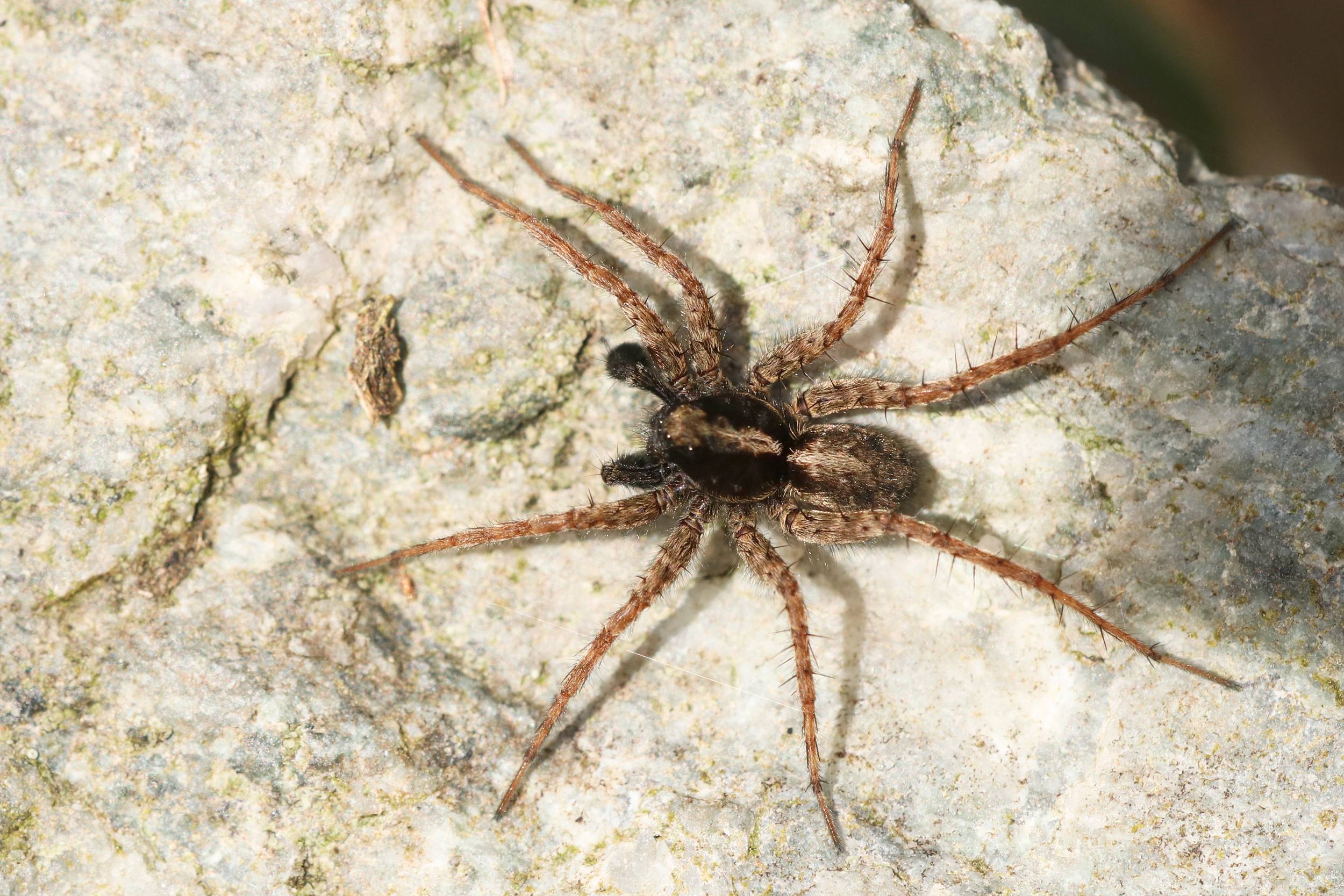 dunkle Wolfsspinne Tierführer für heimische Tiere