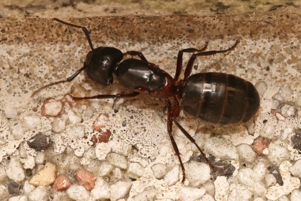 Ameisen Tierführer für heimische Tiere