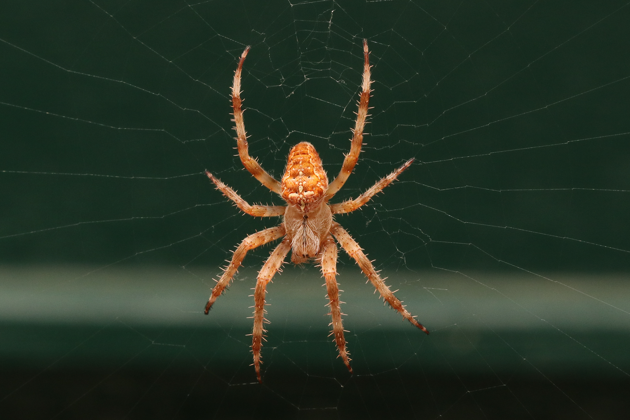 Gartenkreuzspinne rötliches Exemplar Tierführer für heimische Tiere
