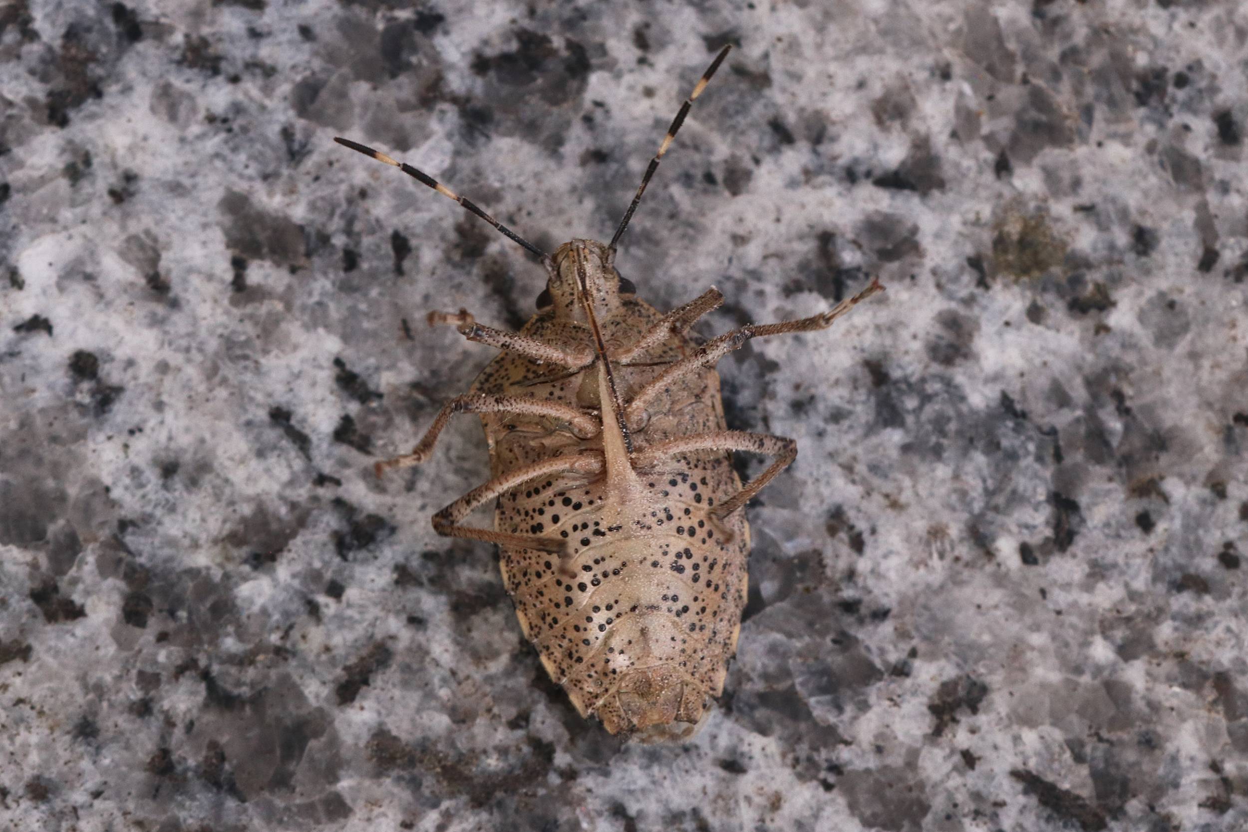 graue Gartenwanze Tierführer für heimische Tiere