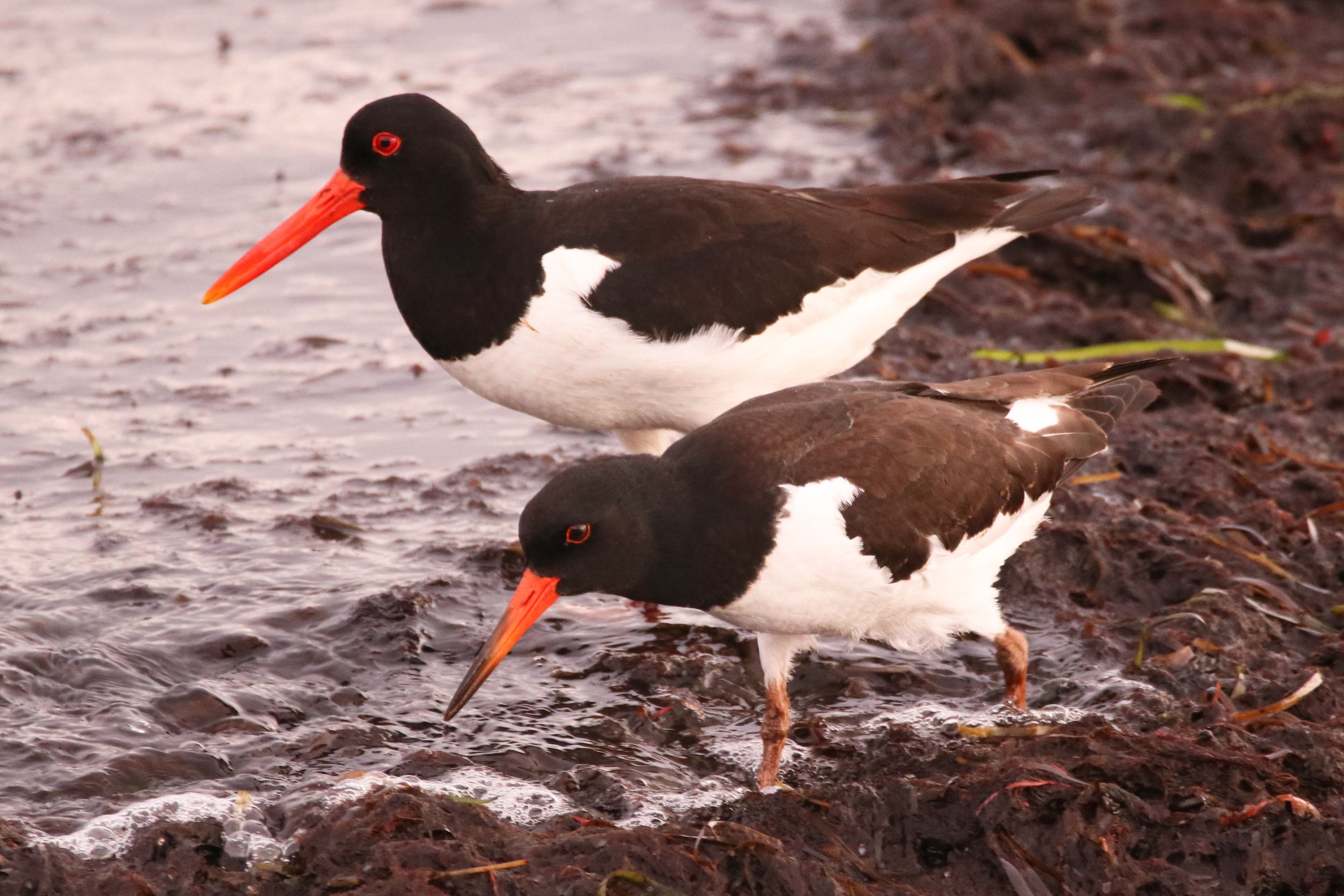 Austernfischer Tierführer für heimische Tiere