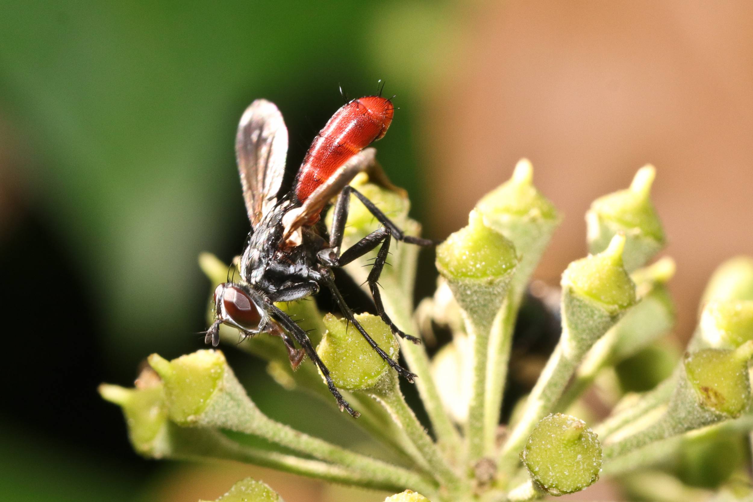 Cylindromyia bicolor Tierführer für heimische Tiere