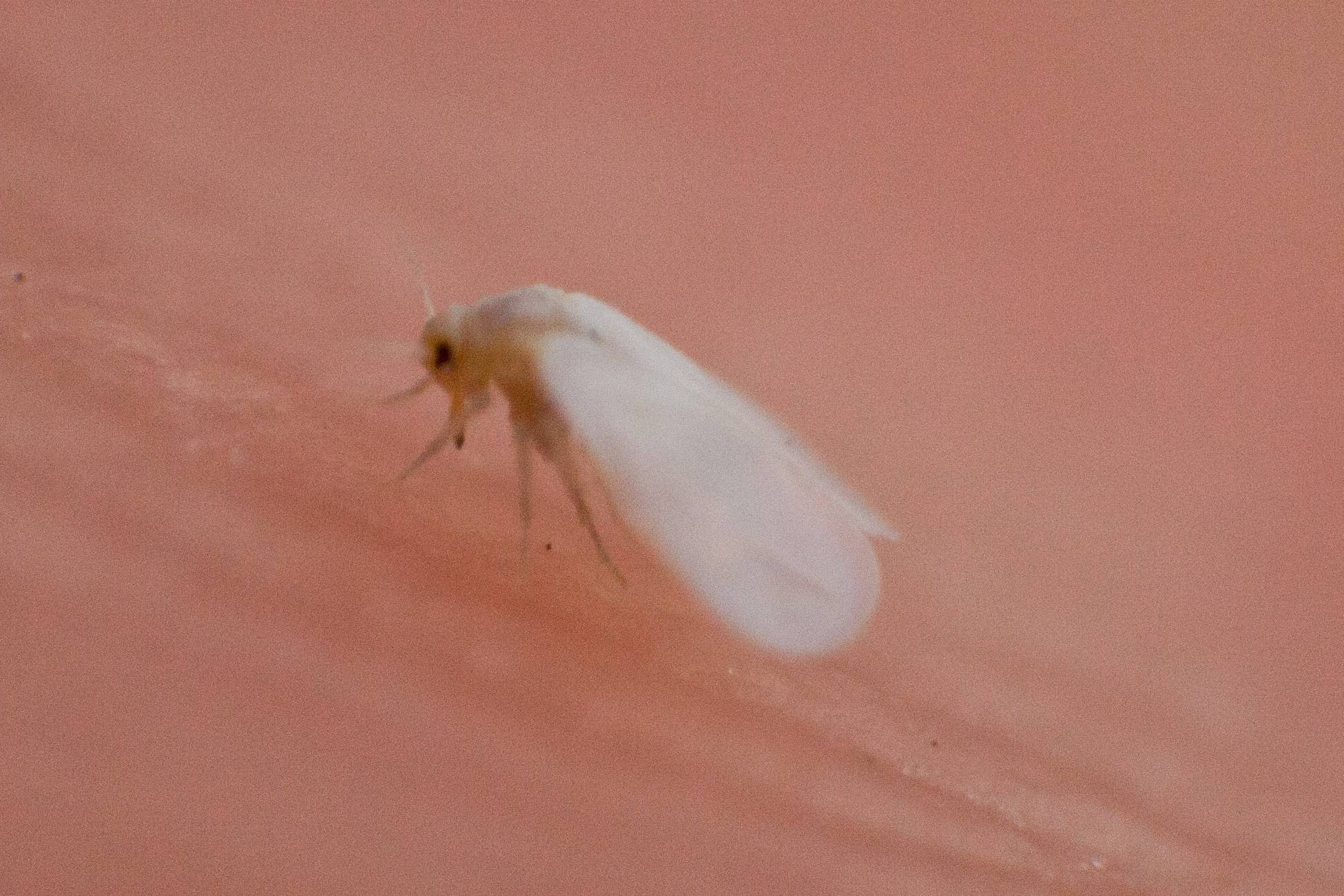 Gewächshausweiße Fliege Tierführer für heimische Tiere
