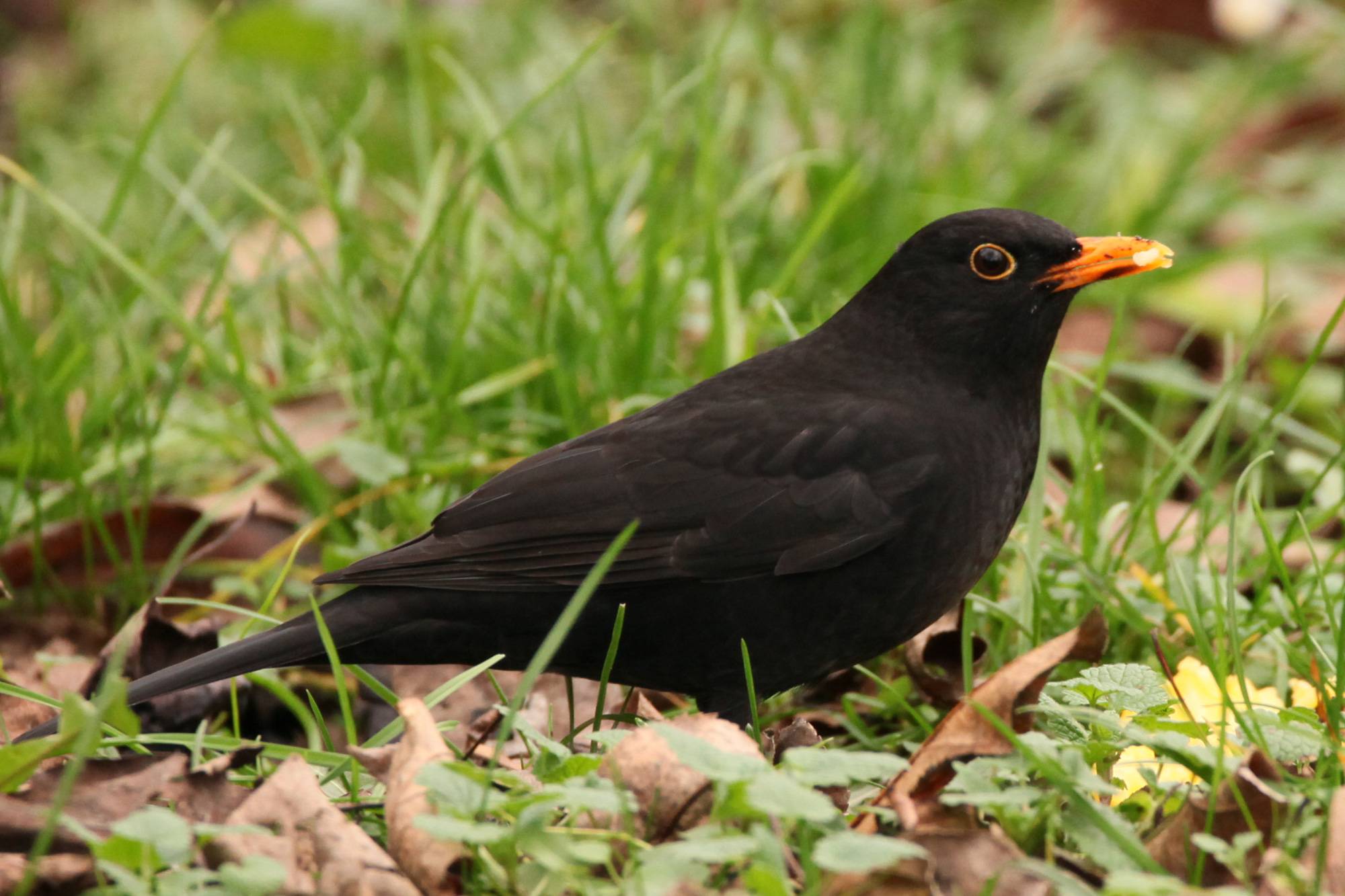 Amsel Color Amsel | Tierführer für heimische Tiere