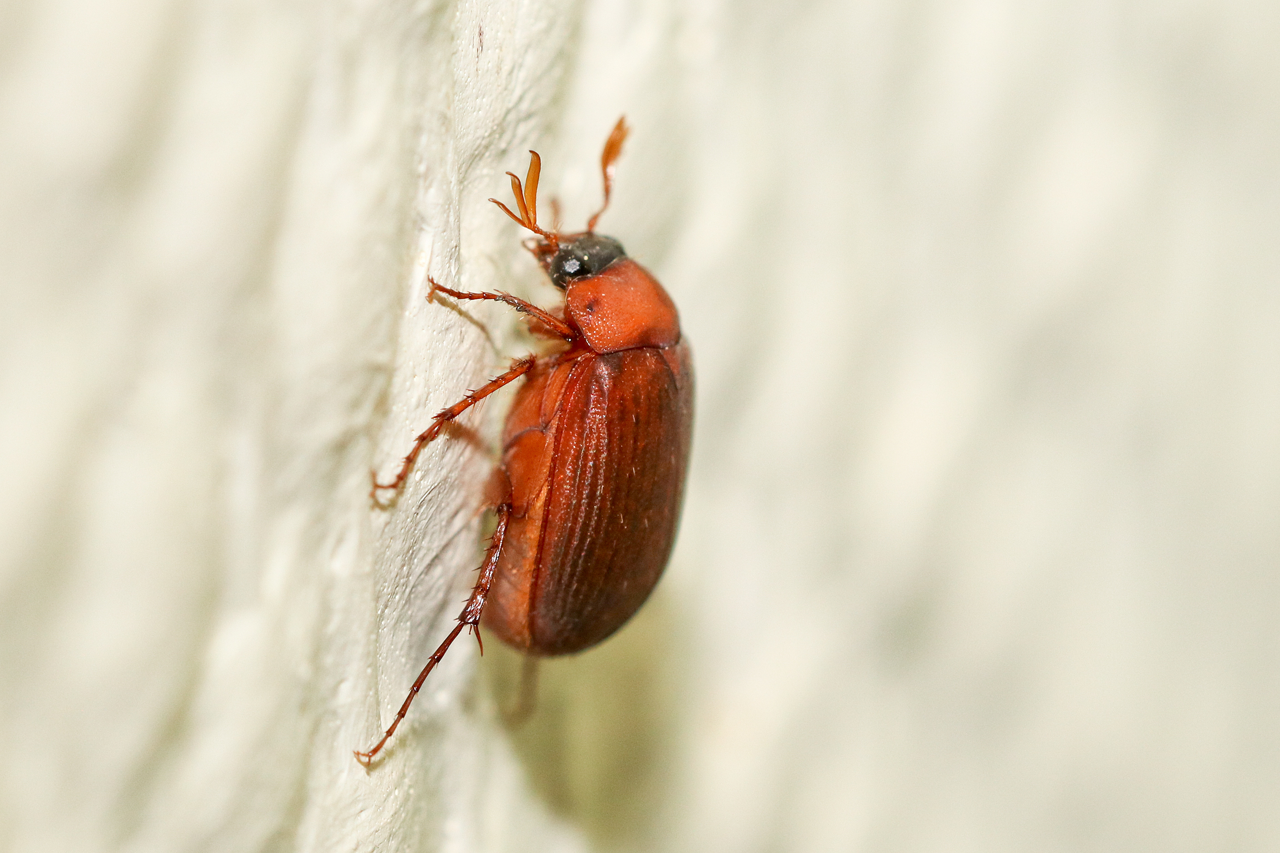 rotbrauner Laubkäfer | Tierführer für heimische Tiere